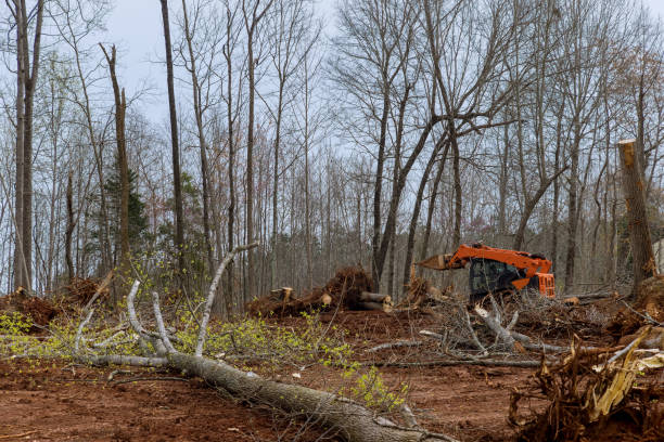 Best Tree Removal  in Raoul, GA