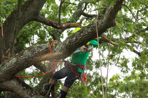 Best Tree Cabling and Bracing  in Raoul, GA