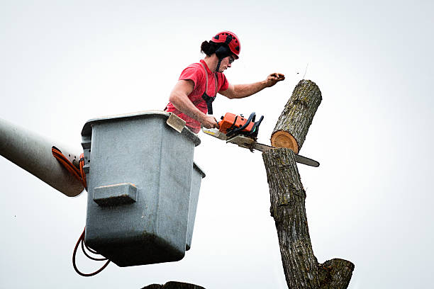 How Our Tree Care Process Works  in  Raoul, GA