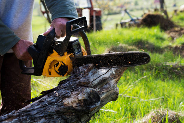 Raoul, GA Tree Removal Services Company