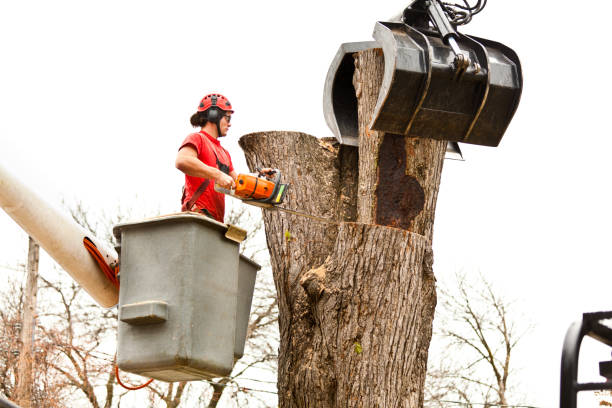 Best Storm Damage Tree Cleanup  in Raoul, GA