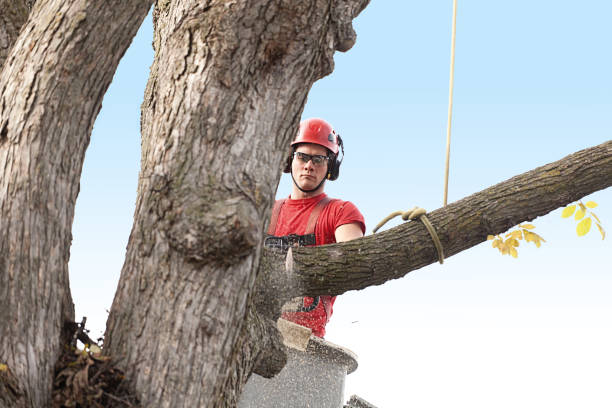 Best Fruit Tree Pruning  in Raoul, GA